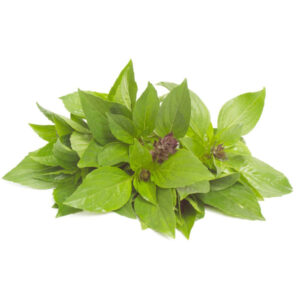 THAI BASIL - 1 LB