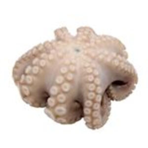 Frozen Octopus, Flower Pack T-5, 2.5-3 Lbs